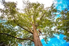 How Our Tree Care Process Works  in  Montverde, FL