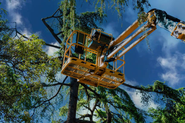 Tree and Shrub Care in Montverde, FL