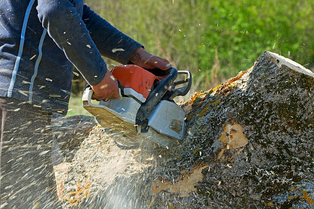 Best Lawn Mowing  in Montverde, FL